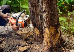 coupe d'arbre par paysagiste