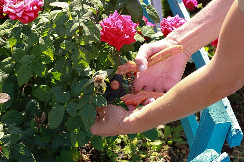 taille plantes et fleurs